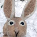 Felting artist Jillian Gericke from Woodland Wool Creations will have her work displayed at the Second Saturday Art Walk.