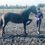 By Karen Griffiths
Marissa uses Freesia, 6, a Paisley Desert HMA Oregon BLM Mustang,   Liberty training to instruct her to lift her left leg up.