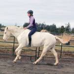 A bridle-less Stardust willing follows Marissas cues to walk, trot and lop around the arena. Her advanced At Liberty training includes tricks such as bowing, laying down and rearing on command. (Karen Griffiths/For Peninsula Daily News)