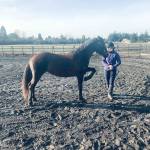 Marissa uses At Liberty training to instruct Freesia, 6, a Paisley Desert HMA Oregon BLM Mustang, to lift her left leg up. (Karen Griffiths/For Peninsula Daily News)