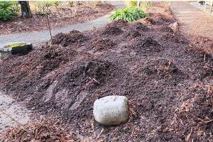 Photo Andrew T. May.    With the advent of cold weather arriving,  I made sure to protect Beth and Cappy's cherished dahlias with a covering of mulch. Now off to prune !!
