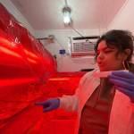 Aurora Oceguera, Puget Sound Restoration Fund's habitat lab technician, looks through the lab’s petri dishes of sorted kelp male and female gametophytes. (Tiffany Royal/Northwest Indian Fisheries Commission)