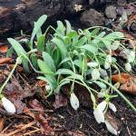 Photo.  Andrew May.   The snowdrops that where in bloom before our winter weather and artic blast are doing well as of Friday!  Only the snow gave them reason to claim their name as they dropped down somewhat due to its weight upon them.