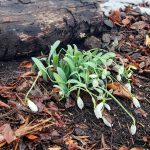 The snowdrops that were in bloom before our winter weather and arctic blast are doing well as of Friday. Only the snow gave them reason to claim their name as they dropped down somewhat due to the weight upon them. (Andrew May/For Peninsula Daily News)