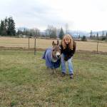 Melody Johnson with mini donkey Maximus. (KAREN GRIFFITHS/FOR PENINSULA DAILY NEWS)