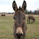 Luca, a standard donkey, provides a warm welcome to visitors and is the latest addition to the Donkey Whisperer Farm. (KAREN GRIFFITHS/FOR PENINSULA DAILY NEWS)