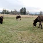 The Donkey Whisperer Farms standard-sized donkey Oboe, front right, and minis Maximus the singing donkey, left, and Rory. Due to high sugar and protein in green grass, their time on the pasture is limited. Behind them is part of the track they use to walk, play and exercise during the day. (KAREN GRIFFITHS/FOR PENINSULA DAILY NEWS)
