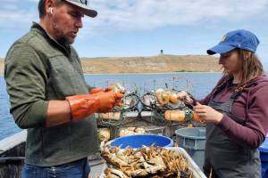 Jamestown SKlallam Tribe/Northwest Indian Fisheries Commission
Jamestown SKlallam tribal fisherman Josh Chapman and Jamestown SKlallam Tribe shellfish manager Liz Tobin measure Dungeness crab samples as part of the genetics project.