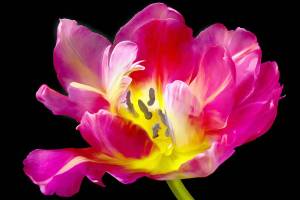 Kay Harpers Tulip is among the artwork to be seen at Port Townsend Gallery.