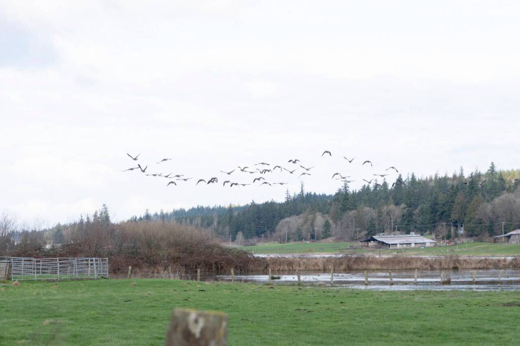A flock of Canada geese take flight from the wetlands at the Shorts Family Farm on Wednesday. (Steve Mullensky/for Peninsula Daily News)