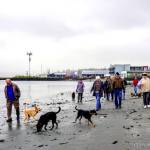 A group of friends meets for coffee every Monday and then takes a walk with their dogs along a beach in Port Townsend. (Steve Mullensky/for Peninsula Daily News)