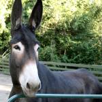 CutlIne: What beautiful long ears and adorable eyes he has! Meet Rio,  a mammoth donkey who grew to 16’2 hands tall.