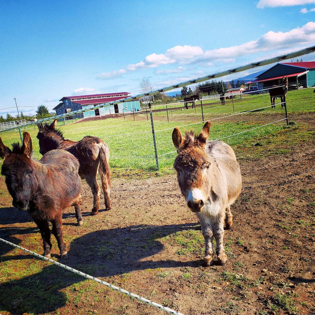 The Donkey Whisperer Farms adorable miniatures are front- right grey donkey Rocket Man (who came as a bonded pair with the Mammoth Rio, left is Maximus and behind him is Roy. (Submitted by Melody Johnson)