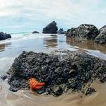 Beverly McNeils photograph, Clinging to Life is among those on view at Port Townsend Gallery.