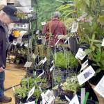 John Troberg of Sequim, left, examines a display of plants at a booth belonging to Camas-based One Earth Botanicals at the 25th annual Soroptimist Gala Garden Show on Saturday at the Sequim Boys & Girls Club. The two-day event, hosted by Soroptimist International of Sequim, featured dozens of displays devoted to plants, gardening and garden lifestyles, as well as educational speakers and workshops. (Keith Thorpe/Peninsula Daily News)