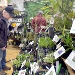 John Troberg of Sequim, left, examines a display of plants at a booth belonging to Camas-based One Earth Botanicals at the 25th annual Soroptimist Gala Garden Show on Saturday at the Sequim Boys & Girls Club. The two-day event, hosted by Soroptimist International of Sequim, featured dozens of displays devoted to plants, gardening and garden lifestyles, as well as educational speakers and workshops. (Keith Thorpe/Peninsula Daily News)