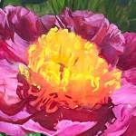 Vivian Matt's "The Emperor's Choice, the Peony" is among the paintings in Northwind Art's new installation at Jefferson Healthcare Hospital. (Vivian Matt)