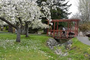 Bettylou Doern of Sequim and her dog, Gypsy, take a walk at the Japanese Garden at Sequims Carrie Blake Park on Wednesday. Fruit trees at the park are in full blossom while the nearby botanical garden is beginning to come into bloom as spring gets into full swing across the North Olympic Peninsula. (Keith Thorpe/Peninsula Daily News)