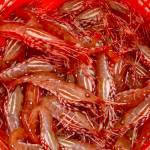 Spot shrimp season begins on May 16 and May 17 in the Strait of Juan de Fuca, Admiralty Inlet and Hood Canal, depending on the specific marine area. (Washington Department of Fish and Wildlife)