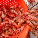 Spot shrimp season begins on May 16 and May 17 in the Strait of Juan de Fuca, Admiralty Inlet and Hood Canal, depending on the specific marine area. (Washington Department of Fish and Wildlife)