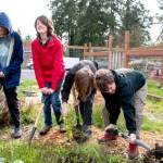 Gus Griffin, 11, second from left, and classmates dig up weeds in one of Port Townsends three gardens on March 28. (Grace Deng/Washington State Standard)