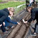 Salish Coast students plant beans on March 28. (Grace Deng/Washington State Standard)