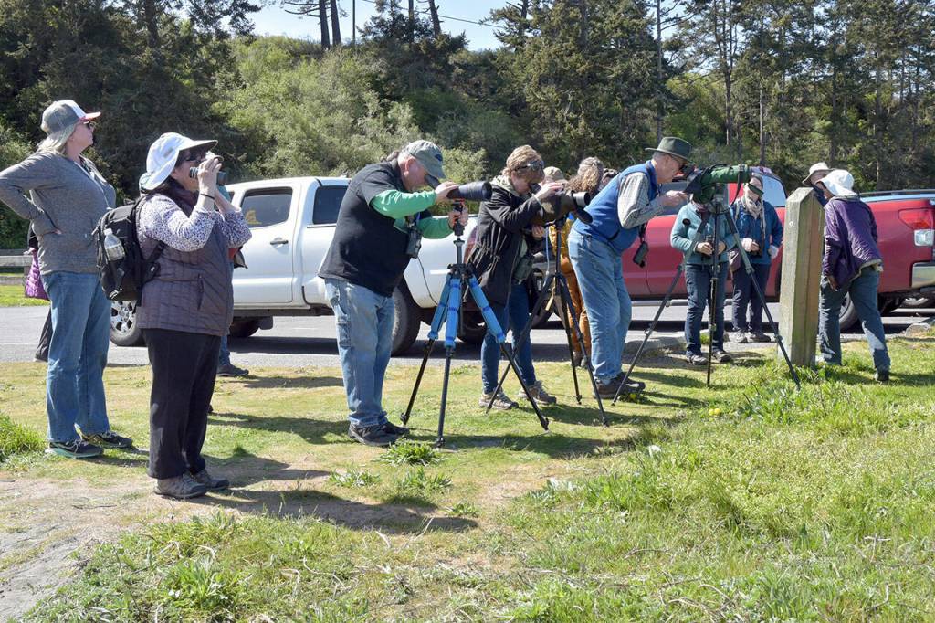 Bird watchers line the shore at Dungeness Landing County Park overlooking Dungeness Harbor on Saturday as part of the Olympic Birdfest. (Keith Thorpe/Peninsula Daily News)