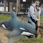 Bob Edgington of 2 Grade LLC excavating, which donated its resources, pulls dirt from around the base of an orca sculpture at the Dream Playground at Erickson Playfield on Thursday during site preparation to rebuild the Port Angeles play facility, which was partially destroyed by an arson fire on Dec. 20. A community build for the replacement playground is scheduled for May 15-19 with numerous volunteer slots available. Signups are available at https://www.signupgenius.com/go/904084DA4AC23A5F85-47934048-dream#/. (Keith Thorpe/Peninsula Daily News)