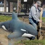 Bob Edgington of 2 Grade LLC excavating, which donated its resources, pulls dirt from around the base of an orca sculpture at the Dream Playground at Erickson Playfield on Thursday during site preparation to rebuild the Port Angeles play facility, which was partially destroyed by an arson fire on Dec. 20. A community build for the replacement playground is scheduled for May 15-19 with numerous volunteer slots available. Signups are available at https://www.signupgenius.com/go/904084DA4AC23A5F85-47934048-dream#/. (Keith Thorpe/Peninsula Daily News)