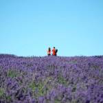 Revisions to Clallam Countys code propose provisions for farms countywide, such as requiring guides for farm tours or clearly marked areas visitors can go. Retail stores are also proposed to be 1,000 square feet or less. (Matthew Nash/Olympic Peninsula News Group)