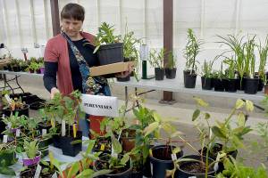 Katie Lee of Port Angeles examines a table of perennial plants during Saturdays annual plant sale and raffle at the floral barn at the Clallam County Fairgrounds in Port Angeles. The sale, hosted by the Port Angeles Garden Club, was a fundraiser for club projects and scholarships, and it featured a wide variety of plants for the upcoming growing season and beyond. (Keith Thorpe/Peninsula Daily News)
