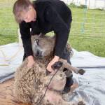 Elizabeth Resager of Bainbridge Island turns a sheep over so it is comfortable as she sheers its year-old woolen fleece, a highlight of the 41st Shepherds Festival at the Sequim Prairie Grange on Monday. The festival was half inside and half outside and included many vendors with sheep, goats, llamas and related products. (Dave Logan/for Peninsula Daily News)