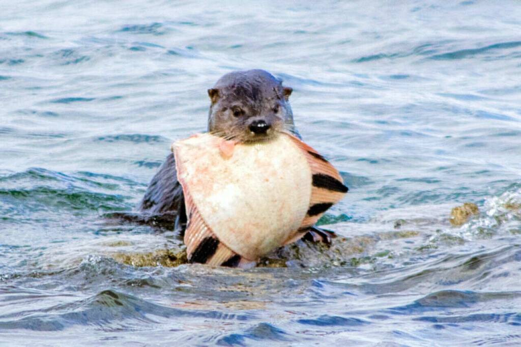 Emily Matthiesen An otter shows off a starry flounder catch in Sequim Bay in April. The North Olympic Flounder Pounder derby in Port Angeles on June 8 will pay out the top five heaviest fish with a $3,000 first-place prize.