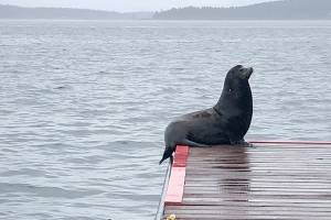 The Port of Port Townsend and Northwest Maritime have been trying to deter at least six male sea lions from taking up residence on dock floats at Union Wharf and Point Hudson. At the recommendation of NOAA Fisheries, they tied an inflatable orca resembling a sea lion predator to a dock. They are currently working on another method that will hopefully get the animals to leave before this weekends Race to Alaska events. (Port of Port Townsend)