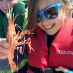 Spot shrimp seasons are open or opening up soon in various marine areas around the Olympic Peninsula. (Chuck Ridley/WDFW)