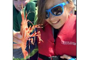 Spot shrimp seasons are open or opening up soon in various marine areas around the Olympic Peninsula. (Chuck Ridley/WDFW)
