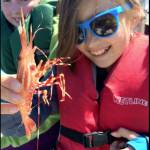Spot shrimp seasons are open or opening up soon in various marine areas around the Olympic Peninsula. (Chuck Ridley/WDFW)