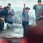 Members of the Makah Tribe bring a gray whale to shore on May 18, 1999. A federal ruling Thursday will allow the tribe to take 25 whales in a 10-year period. (Peninsula Daily News file)