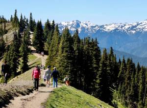 Visitors at Hurricane Ridge enjoy the trails and sweeping views of Olympic National Park. Summer temperatures will remain in the mid- to upper 60s this week with a couple of showers in the forecast. (Dave Logan/for Peninsula Daily News)