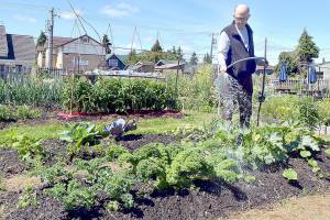 David Cox of Port Angeles gives a plot of mixed plants a good dose of water on Friday at the Fifth Street Community Garden in Port Angeles. The garden, part of the Washington State University Master Gardeners Demonstration Garden program, includes more than 50, 9-foot by 12-foot plots. The garden was developed on city property in 2011 with the goal of connecting people to the earth and their community through growing food. (Keith Thorpe/Peninsula Daily News)