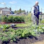 David Cox of Port Angeles gives a plot of mixed plants a good dose of water on Friday at the Fifth Street Community Garden in Port Angeles. The garden, part of the Washington State University Master Gardeners Demonstration Garden program, includes more than 50, 9-foot by 12-foot plots. The garden was developed on city property in 2011 with the goal of connecting people to the earth and their community through growing food. (Keith Thorpe/Peninsula Daily News)