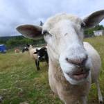 Lillys Safe Haven, home to a number of animals  predominantly sheep, such as Hope, pictured here, and roosters  is looking at moving to a piece of property just west of Carlsborg. (Michael Dashiell/Olympic Peninsula News Group)