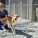 Chloe Turner, a kennel technician with the Olympic Peninsula Humane Society, gives some attention to Dingo, a canine housed at the societys Bark House campus. (Keith Thorpe/Peninsula Daily News)