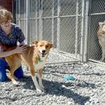 Chloe Turner, a kennel technician with the Olympic Peninsula Humane Society, gives some attention to Dingo, a canine housed at the societys Bark House campus. (Keith Thorpe/Peninsula Daily News)