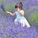 KEITH THORPE/PENINSULA DAILY NEWS
Siena Vo, 2, of Da Nang, Vietnam roams through a lavender field at B & B Family Farm on Wednesday near Carlsborg.