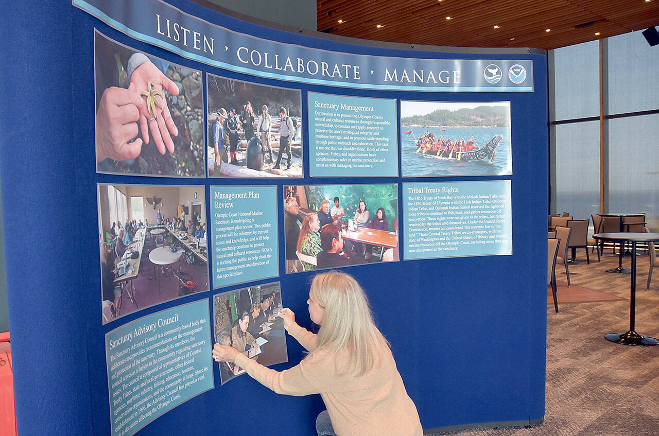 Erin Jaszczak, senior Program Operations Manager of the National Marine Sanctuary Foundation, assembles a display about the Olympic Coast National Marine Sanctuary in preparation for the sanctuarys 30th birthday on Friday at Field Arts Events Hall in Port Angeles. The celebration includes informational presentations, a film festival and a collection of outdoor displays and activities in nearby Pebble Beach Park. Activities continue Saturday from 10 a.m. to 2 p.m. (KEITH THORPE/PENINSULA DAILY NEWS)