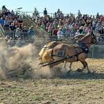 A packed grandstand watches as Belgian draft horses Rusty and George, with teamster Jeff Lee aboard, strain to pull the sled with 6,500 pounds on it the required 27 feet, 9 inches during the draft horse pulls competition at the Jefferson County Fair on Saturday. (Steve Mullensky/for Peninsula Daily News)