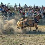 A packed grandstand watches as Belgian draft horses Rusty and George, with teamster Jeff Lee aboard, strain to pull the sled with 6,500 pounds on it the required 27 feet, 9 inches during the draft horse pulls competition at the Jefferson County Fair on Saturday. (Steve Mullensky/for Peninsula Daily News)