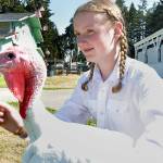 Kenzi Winters, 14, of Port Angeles, a member of the Lambchops 4H Club, along with her broad-breasted white turkey, Earl, wait for their chance in the show ring on Wednesday at the Clallam County Fairgrounds in Port Angeles. The fair officially opens today and runs through Sunday at the fairgrounds. (Keith Thorpe/Peninsula Daily News)