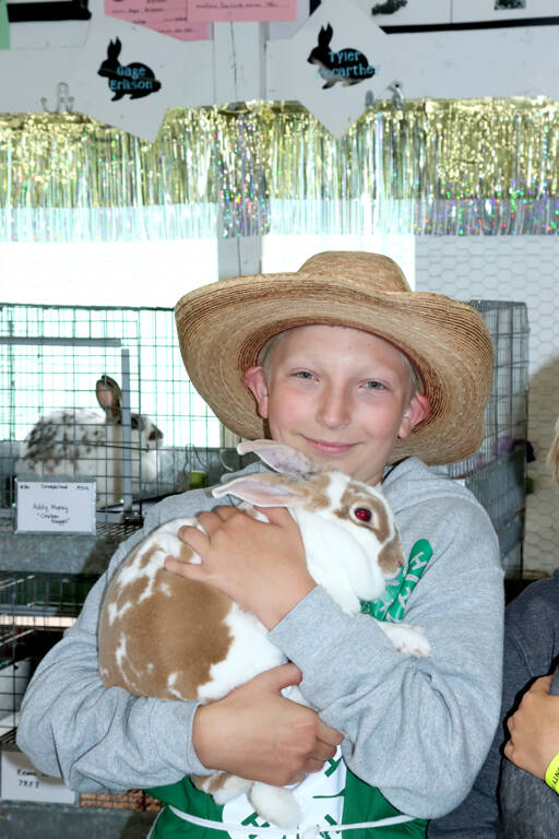 Gage Erickson poses with his rabbit in the rabbit barn at the Clallam County Fair on Friday. (Dave Logan/ For Peninsula Daily News)